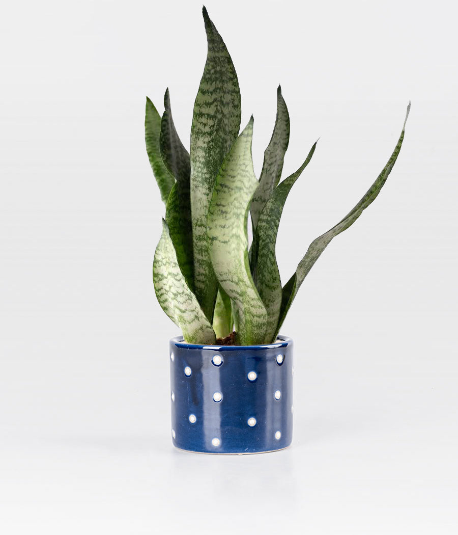 Buy Snake Plant In Dark Blue Dotted Planter | Buy Plants Online – Aravalii