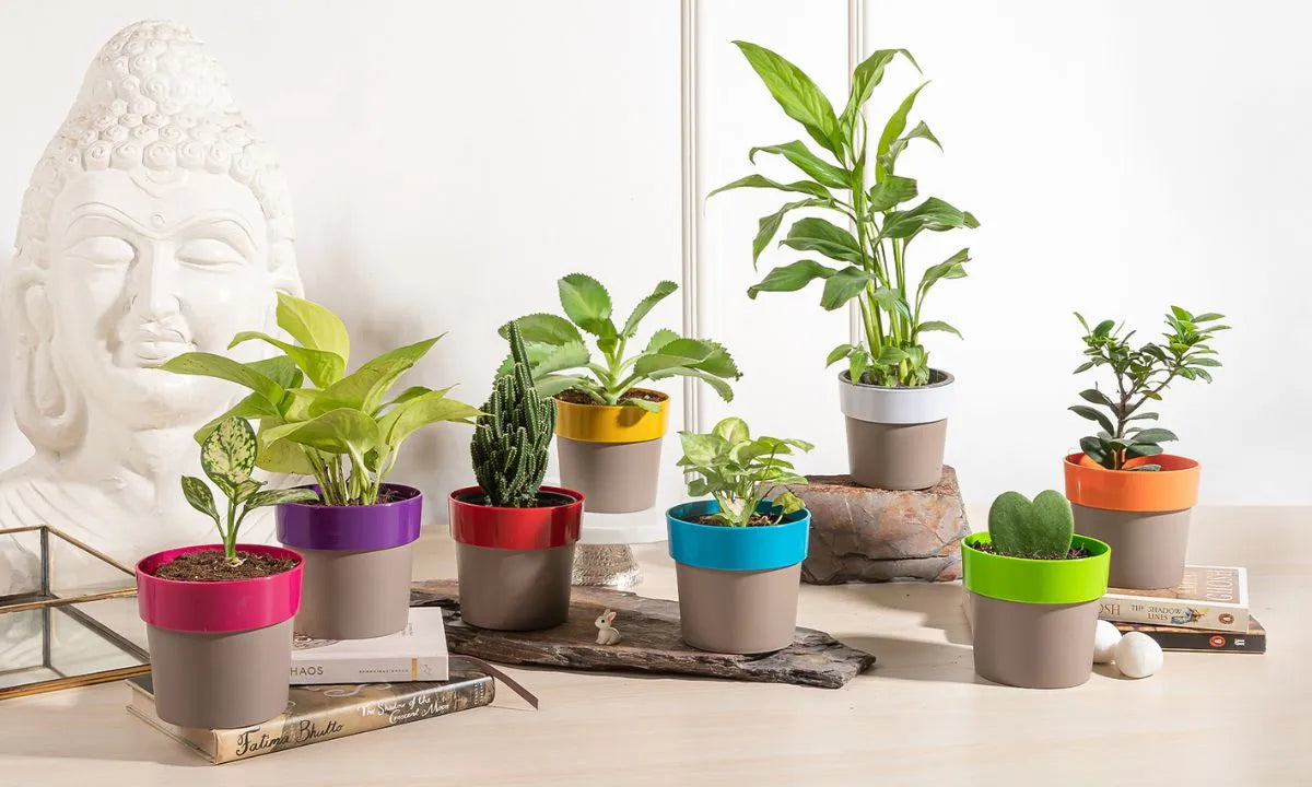 Indoor Plants Online Bangalore