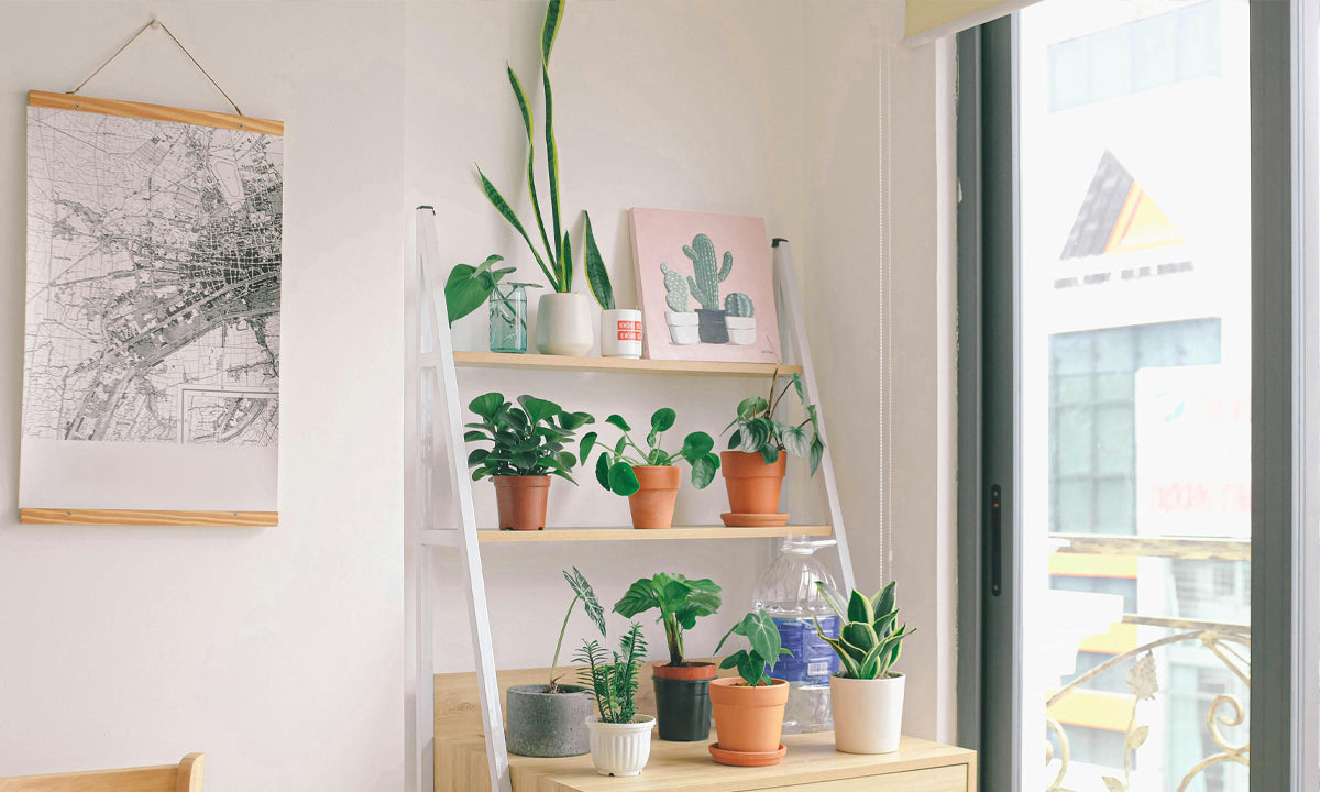 Top 10 Low-Maintenance Indoor Plants in India for Beginners