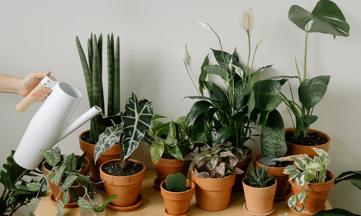 Winter Plant Care: How to Prepare Your Indoor Greenery