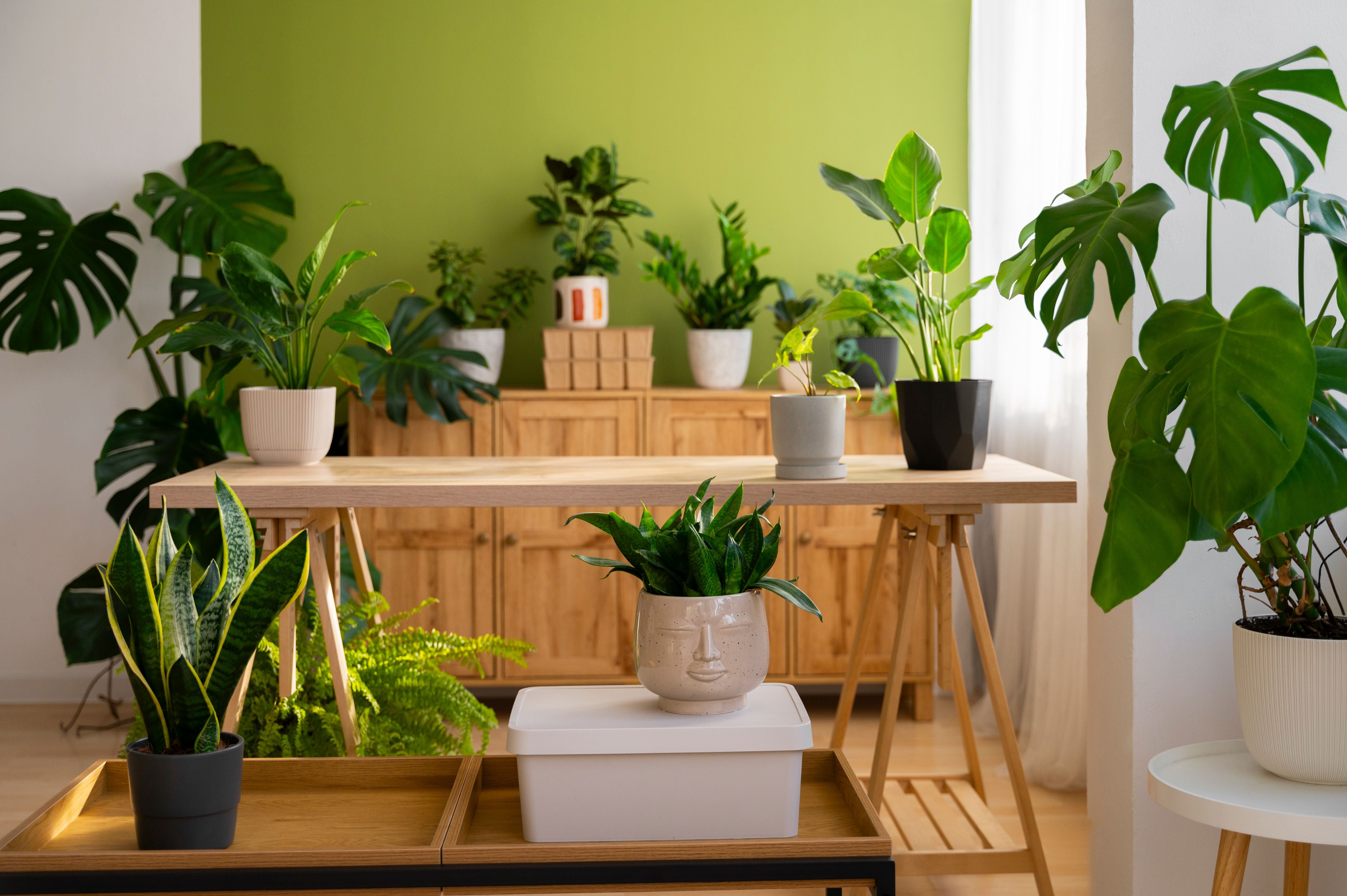 Enhance Your Space with Indoor Plants in Ahmedabad