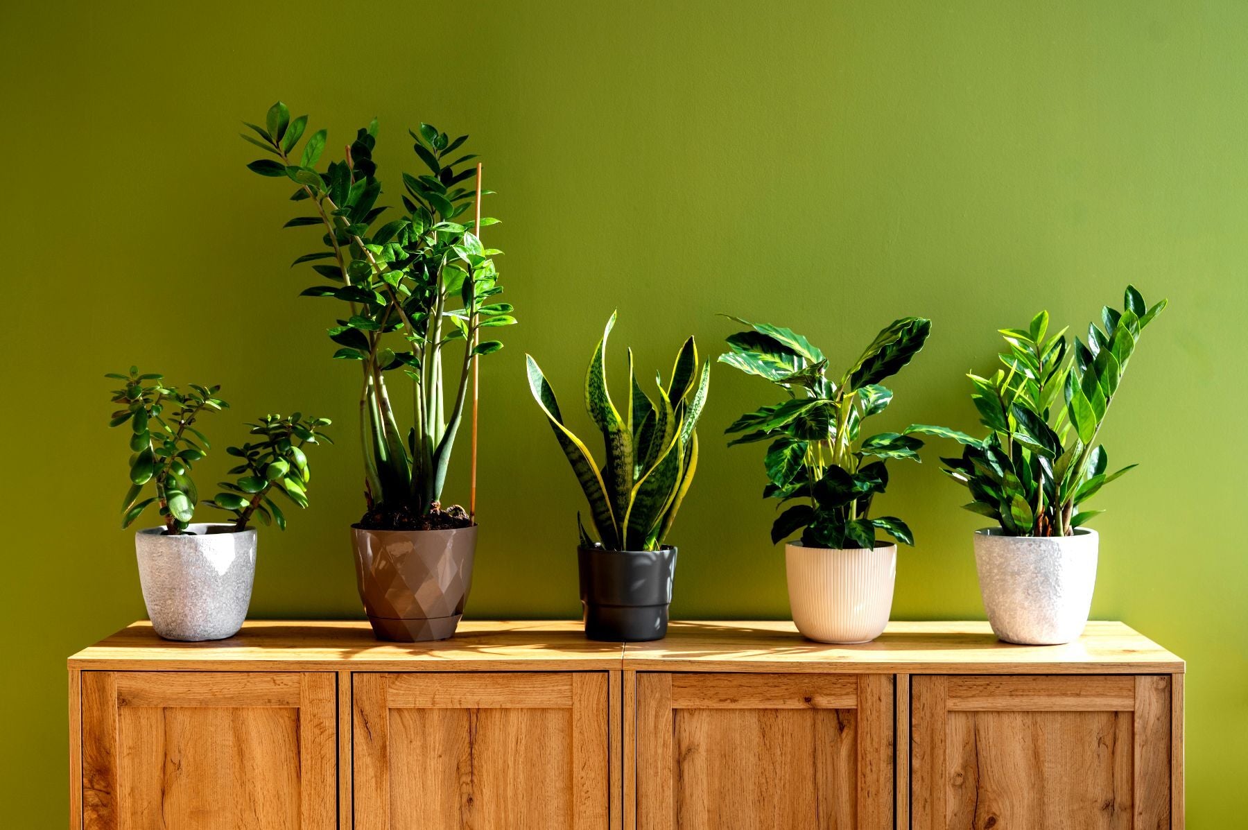 The Ultimate Guide to Indoor Plants in Hyderabad