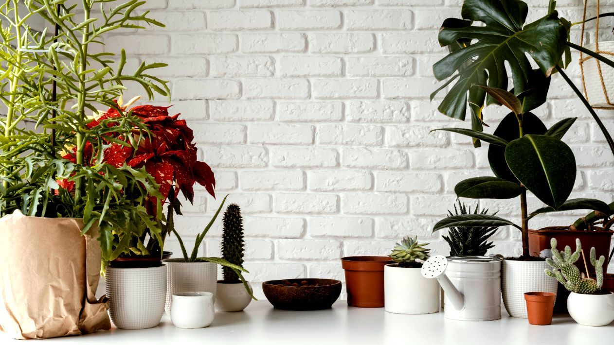 Explore Indoor Gardening in Kolkata: Plants for Every Space