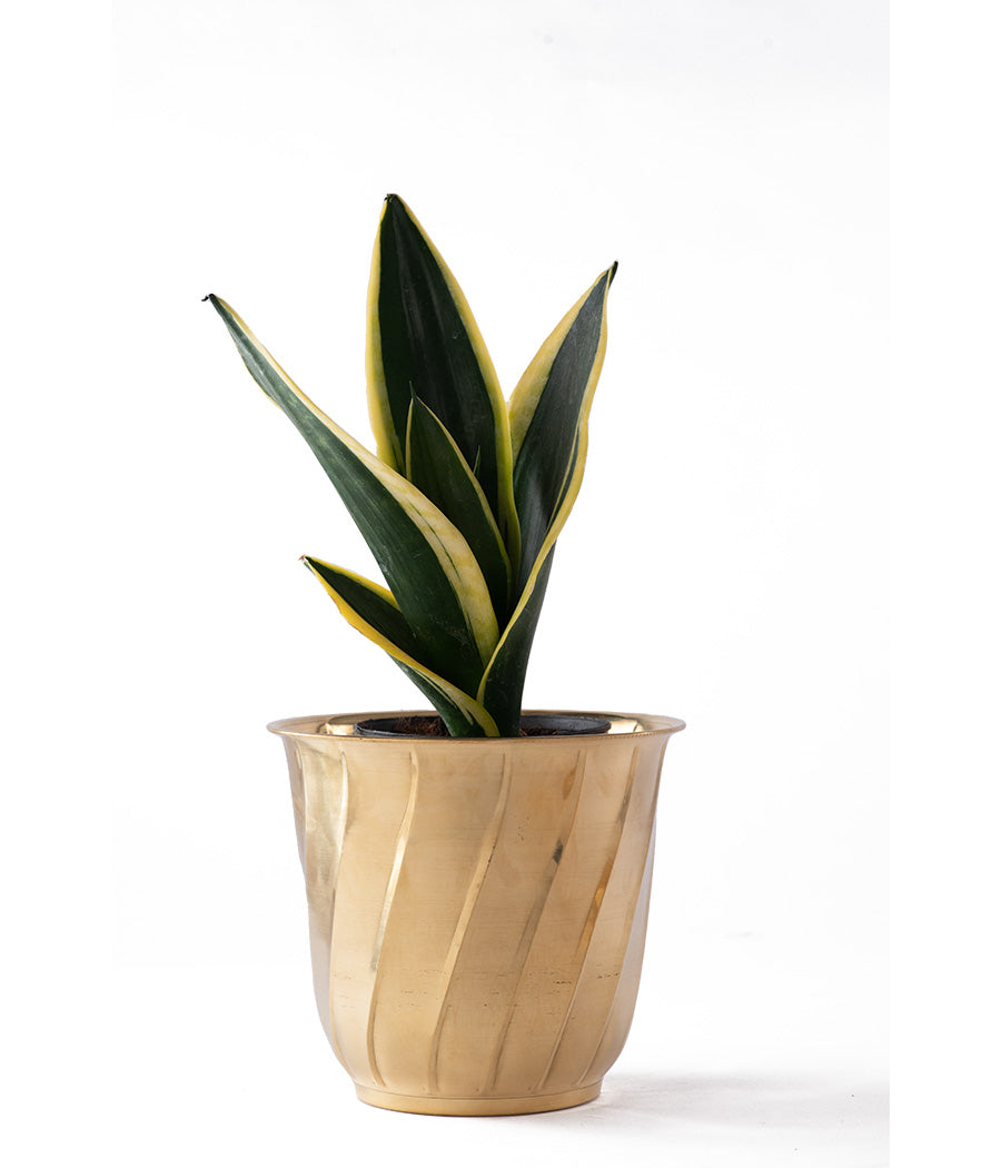 Twisted Brass Planter small