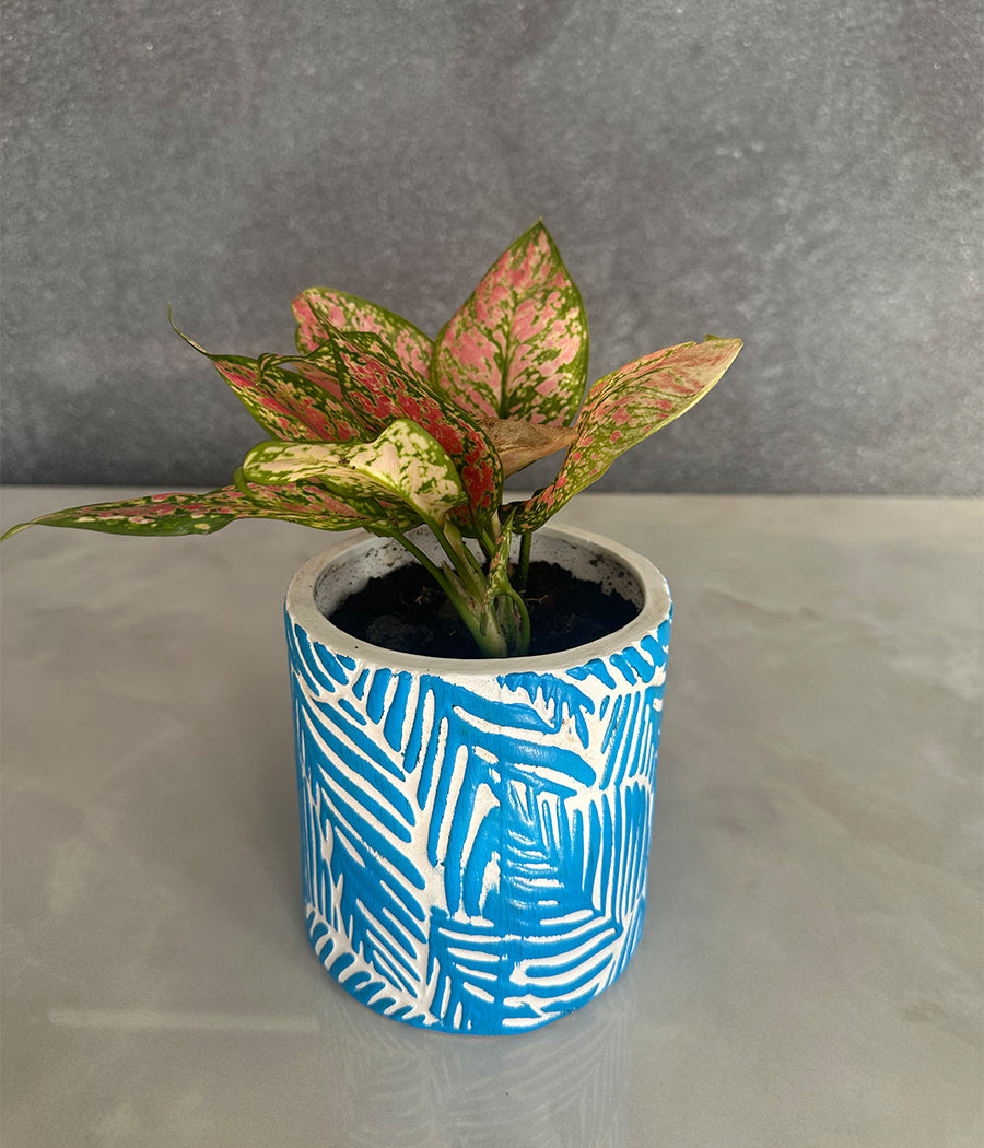 Aglaonema Plant in Blue leaf ceremic planter