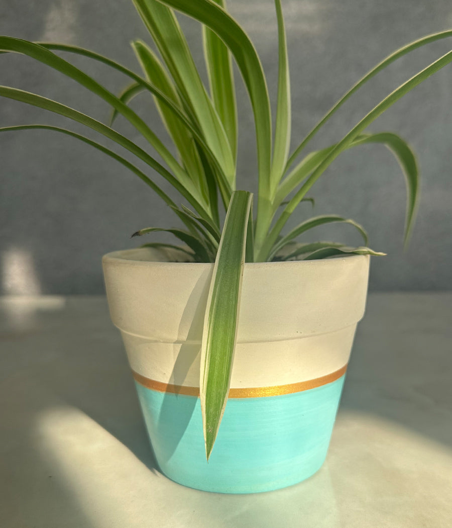 Spider Plant in sea green Matte Planter