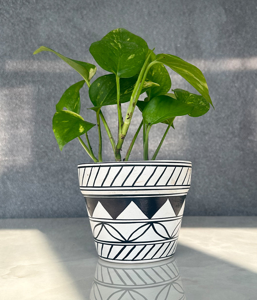 Money Plant in Geometric hand Panited Planter