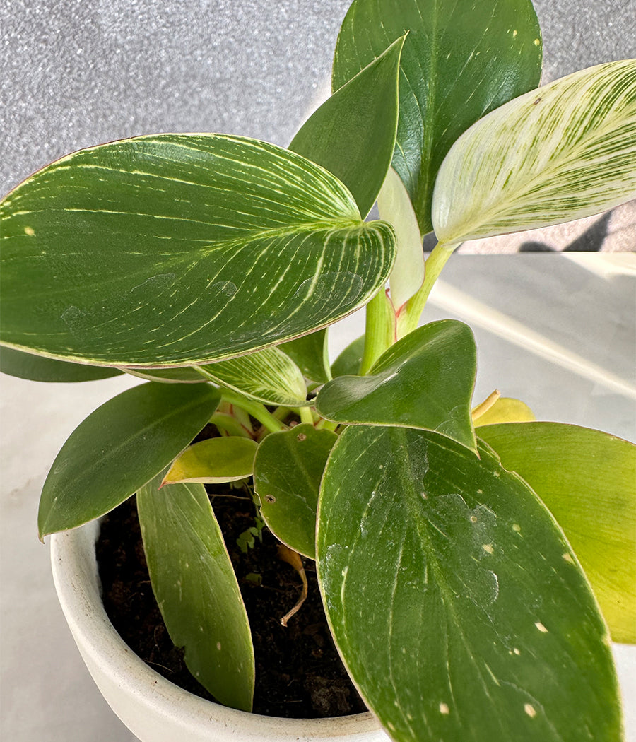 Philodendron Birkin in CERAMIC MATTE  POT