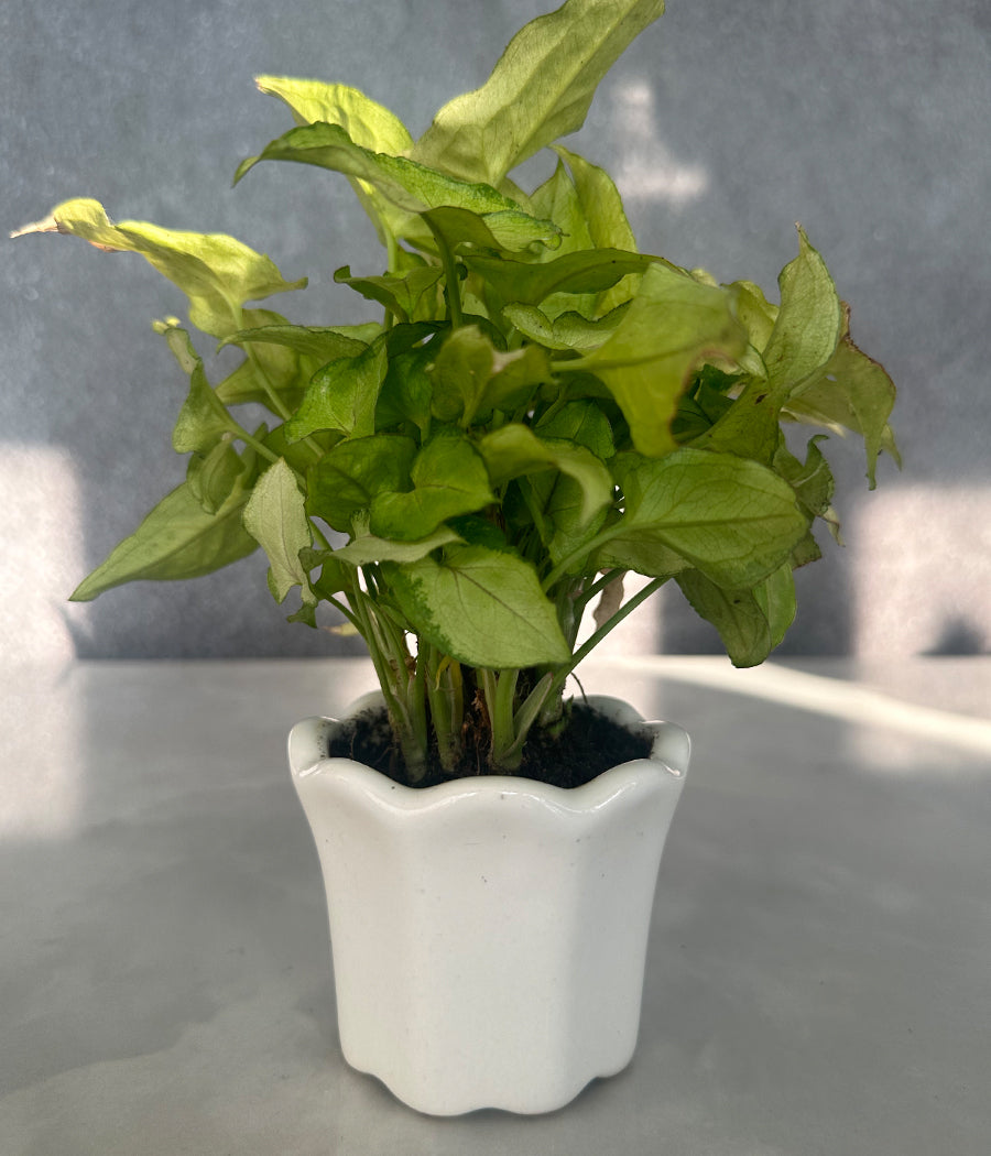 Syngonium Plant in white Mini Planter