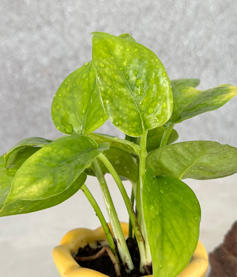 Money Plant in Ceremic mini Planter