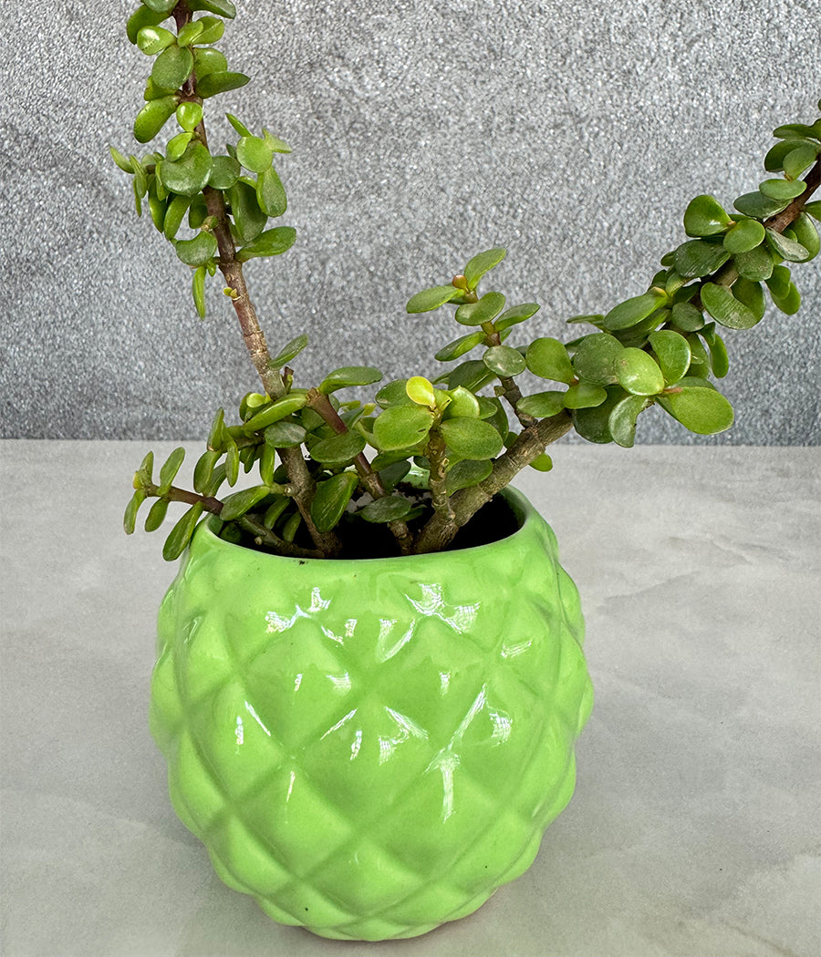 Jade plant in Diamond bowl planter