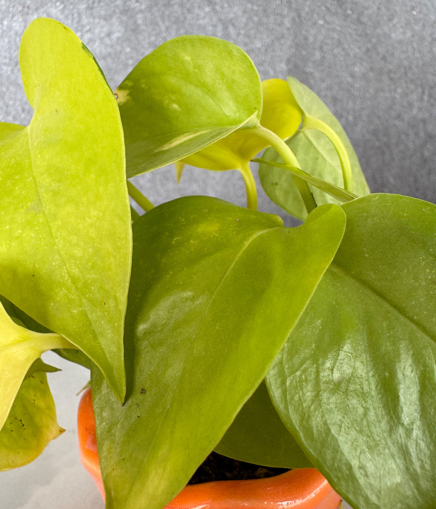 Money Plant in Orange Mini Planter