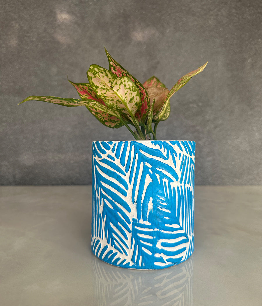 Aglaonema Plant in Blue leaf ceremic planter