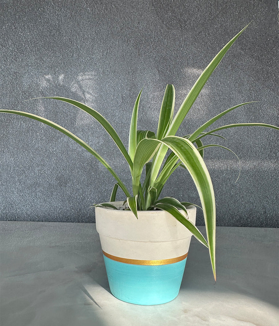 Spider Plant in sea green Matte Planter