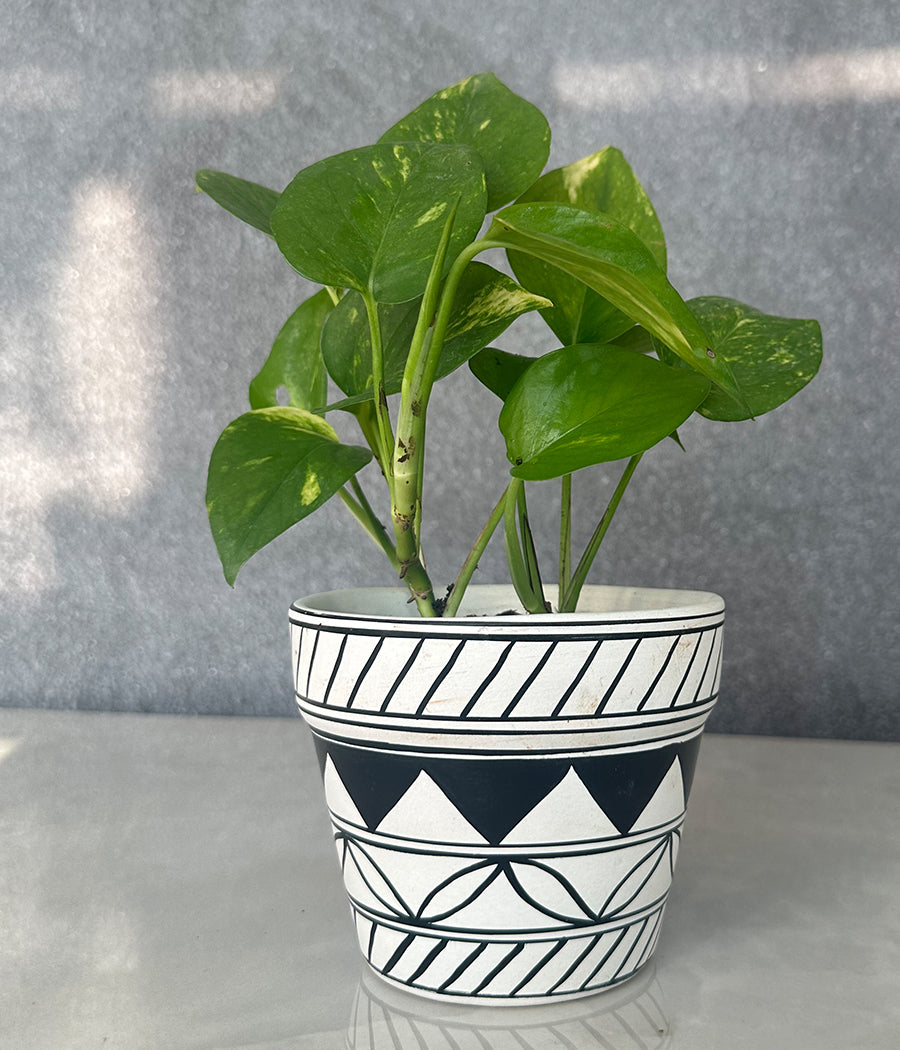 Money Plant in Geometric hand Panited Planter