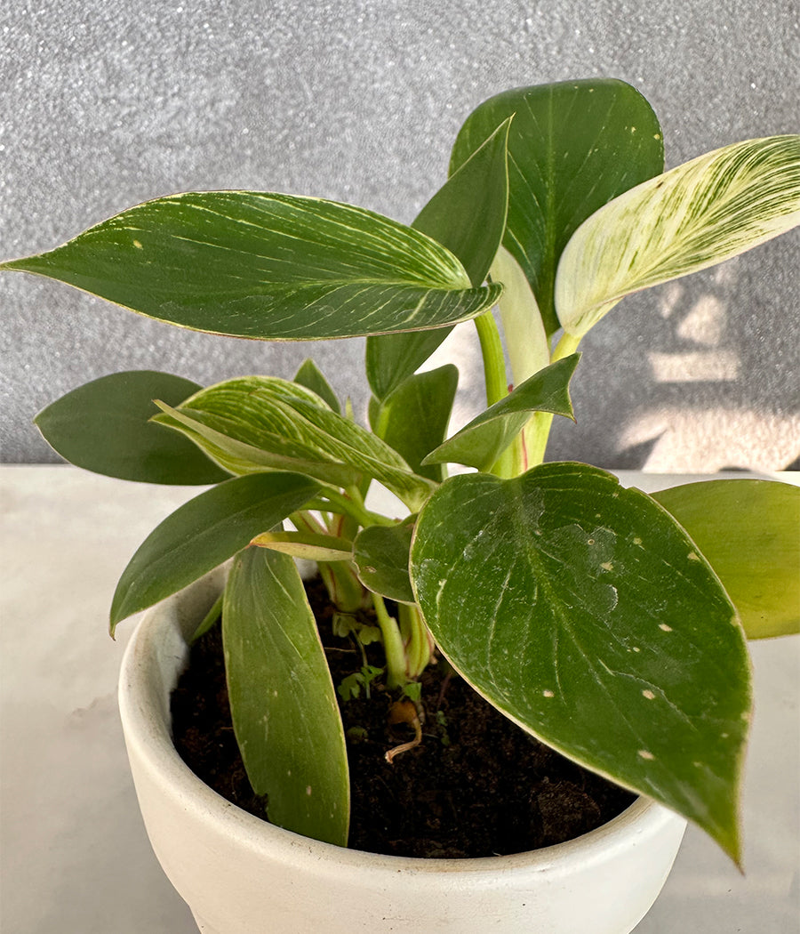 Philodendron Birkin in CERAMIC MATTE  POT