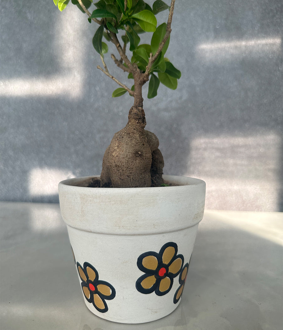 Ficus Bonzai Plant in Matt Ceremic Hand Painted Planter