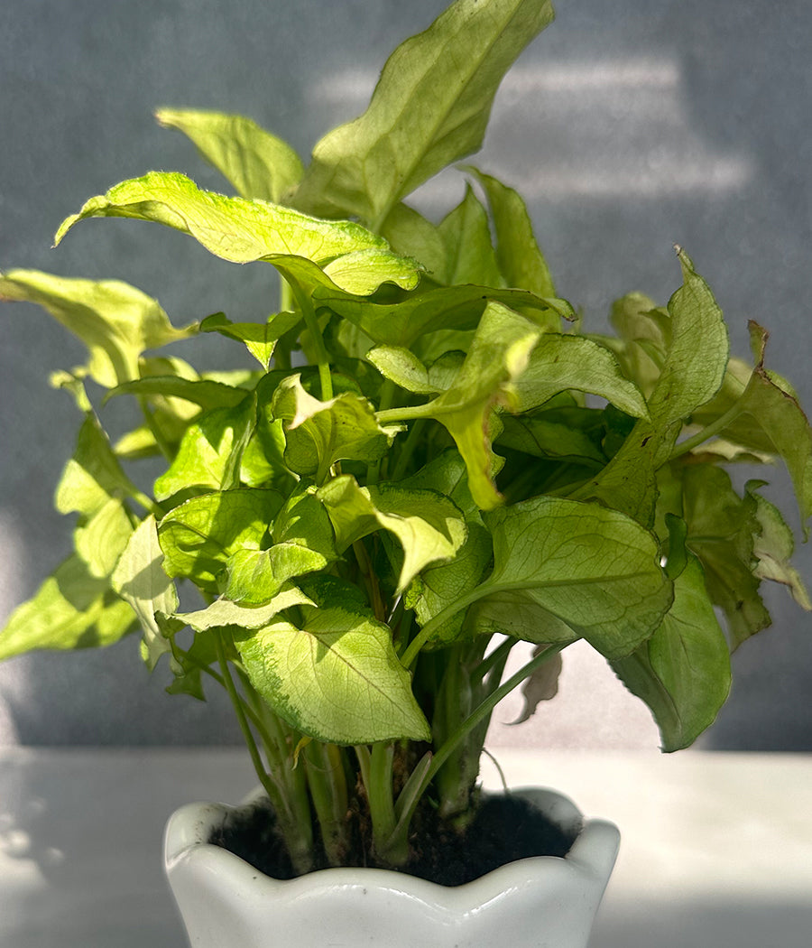 Syngonium Plant in white Mini Planter