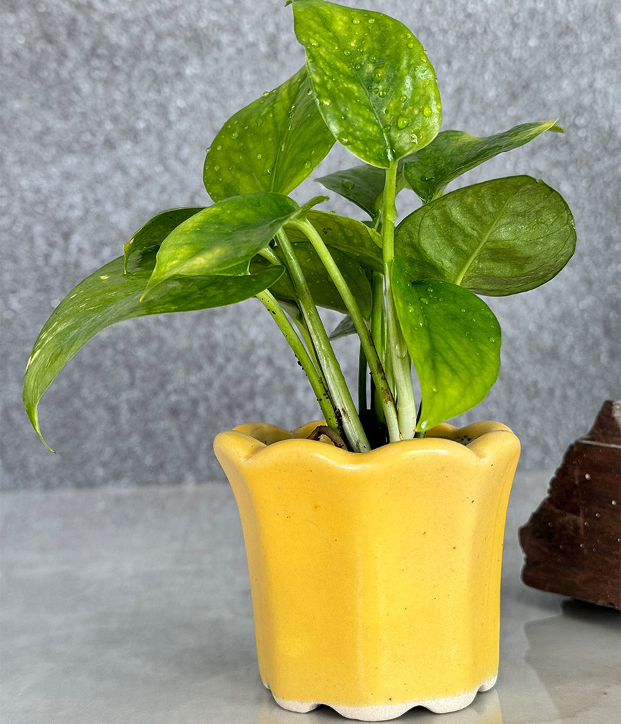 Money Plant in Ceremic mini Planter