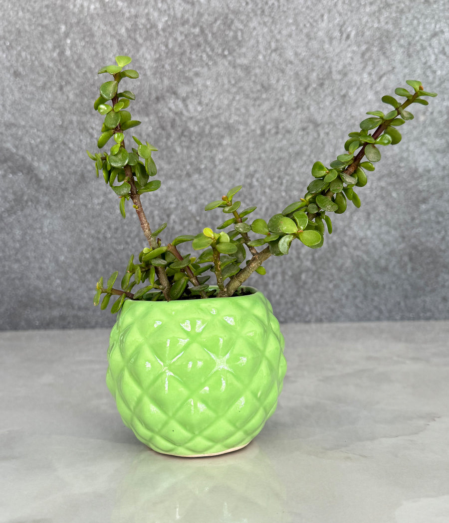 Jade plant in Diamond bowl planter