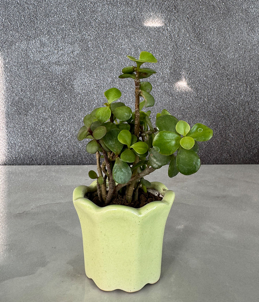 Jade Plant in Green Mini Planter