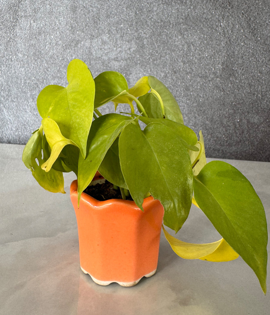 Money Plant in Orange Mini Planter