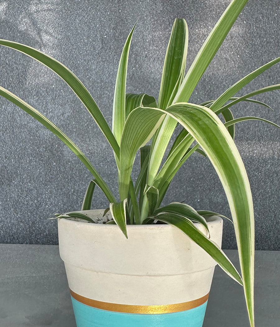 Spider Plant in sea green Matte Planter