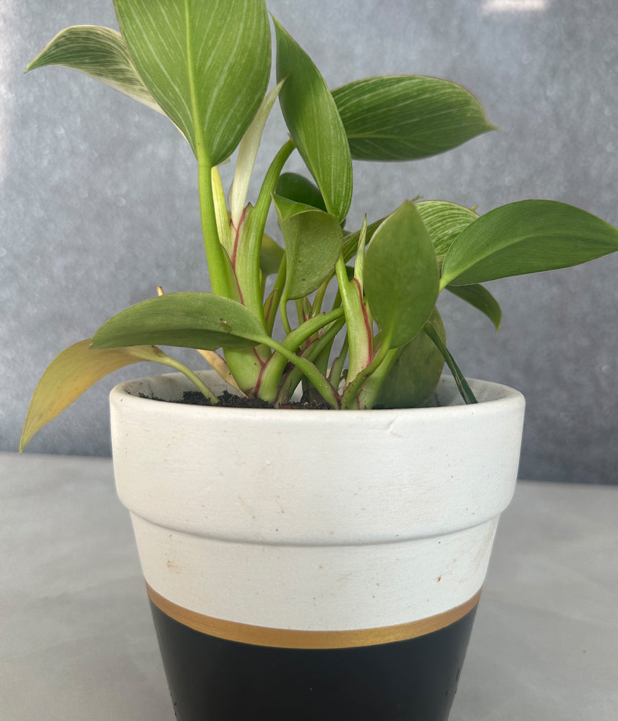 Philodendron Birkin in CERAMIC MATTE  POT