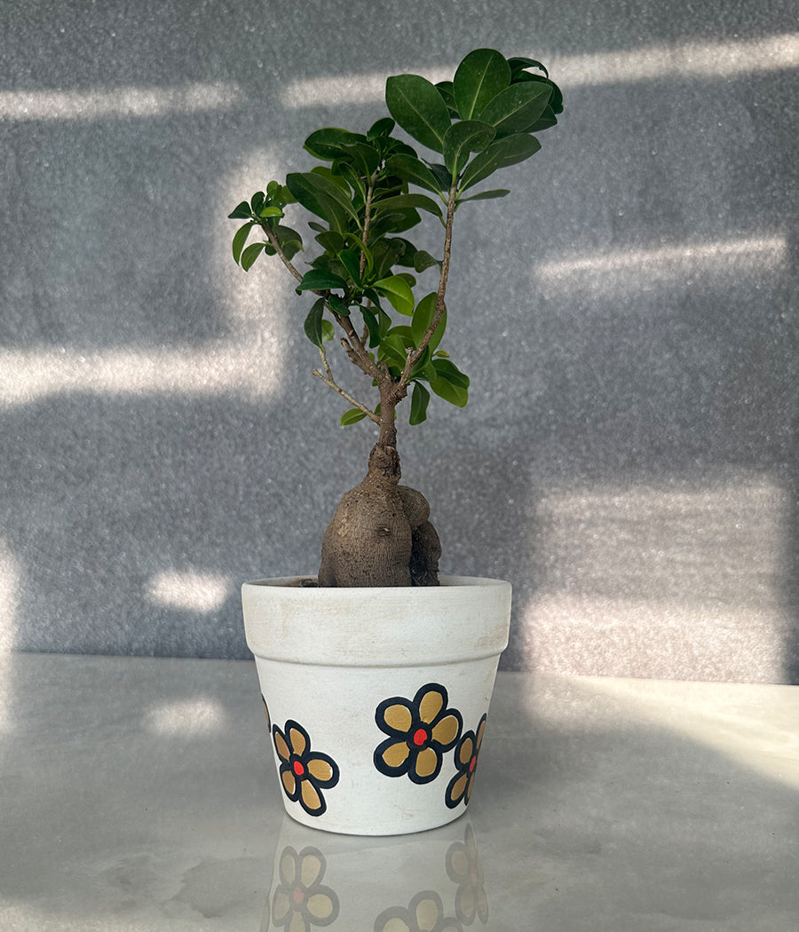 Ficus Bonzai Plant in Matt Ceremic Hand Painted Planter