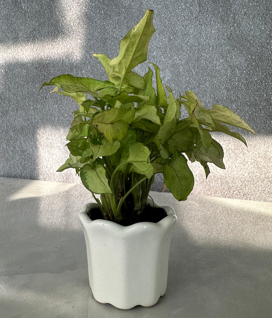 Syngonium Plant in white Mini Planter