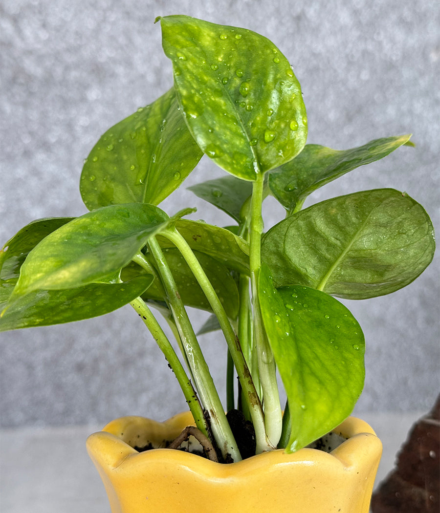 Money Plant in Ceremic mini Planter