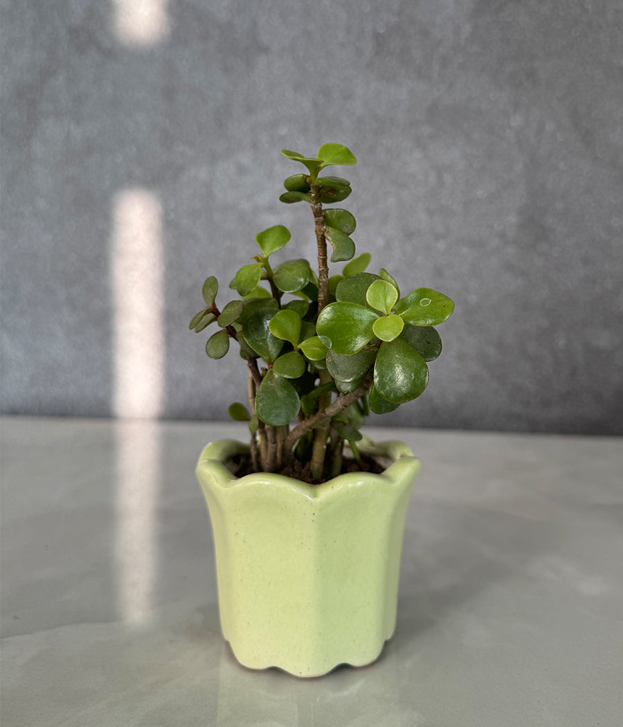 Jade Plant in Grenn Mini Planter