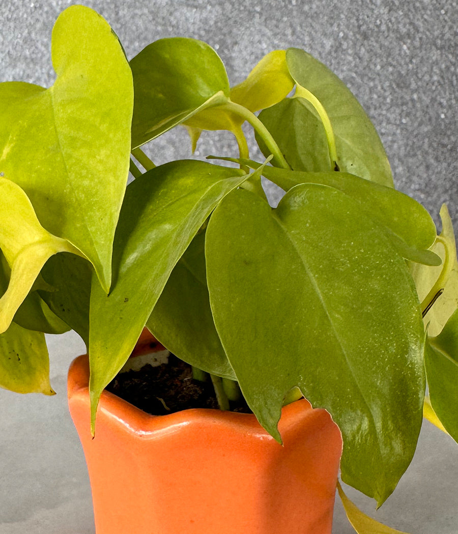 Money Plant in Orange Mini Planter