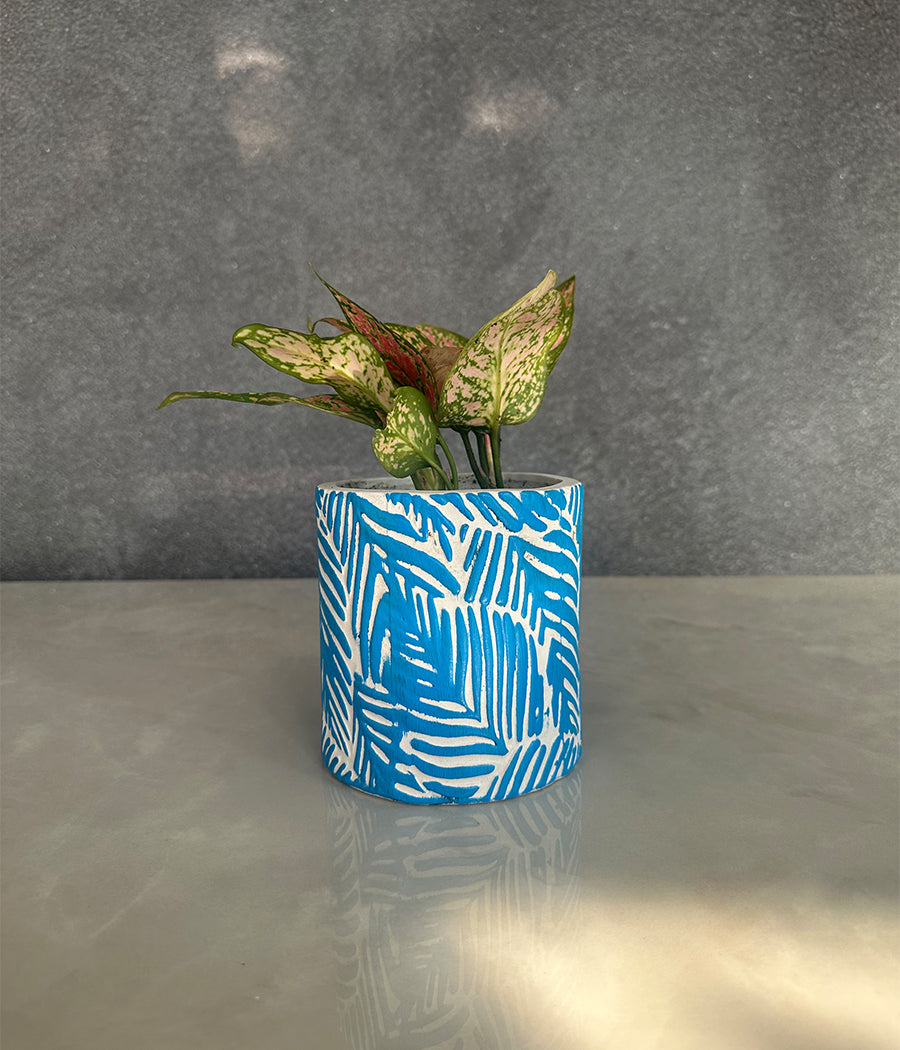 Aglaonema Plant in Blue leaf ceremic planter