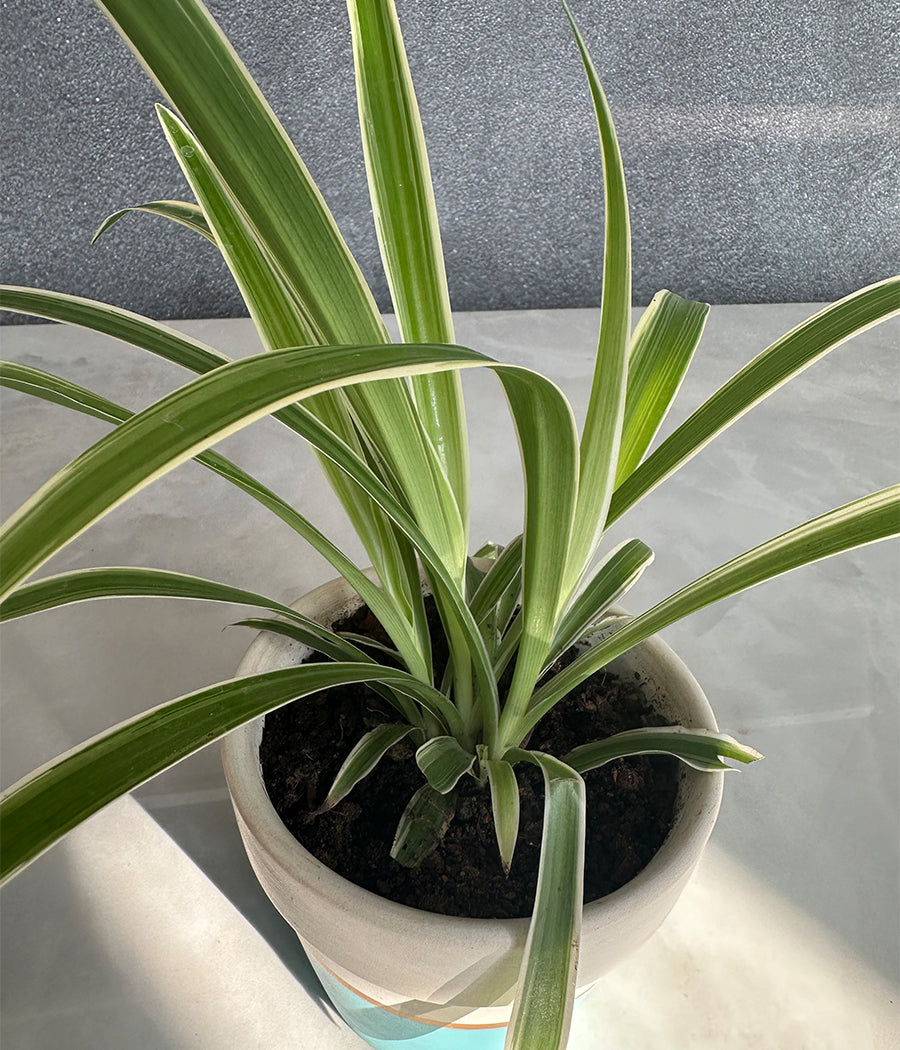 Spider Plant in sea green Matte Planter