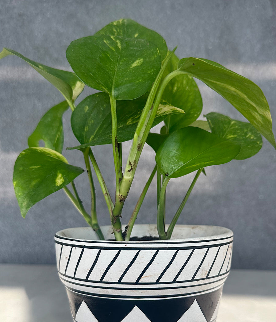 Money Plant in Geometric hand Panited Planter