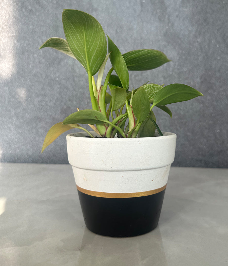 Philodendron Birkin in CERAMIC MATTE  POT