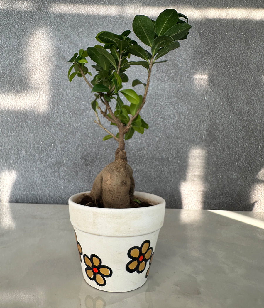 Ficus Bonzai Plant in Matt Ceremic Hand Painted Planter