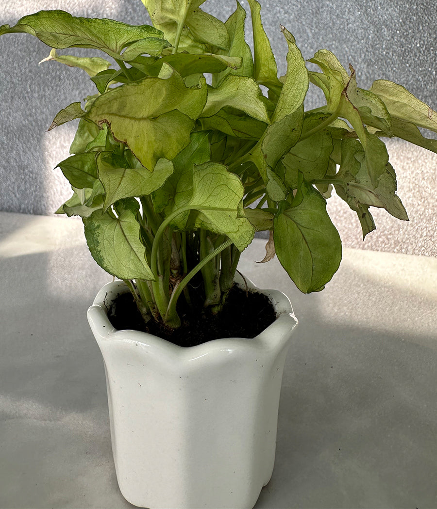 Syngonium Plant in white Mini Planter