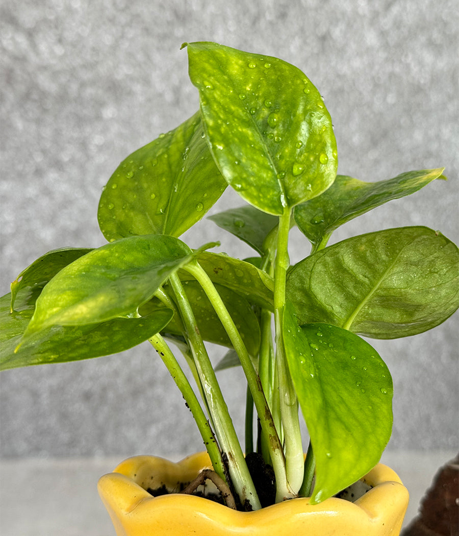 Money Plant in Ceremic mini Planter