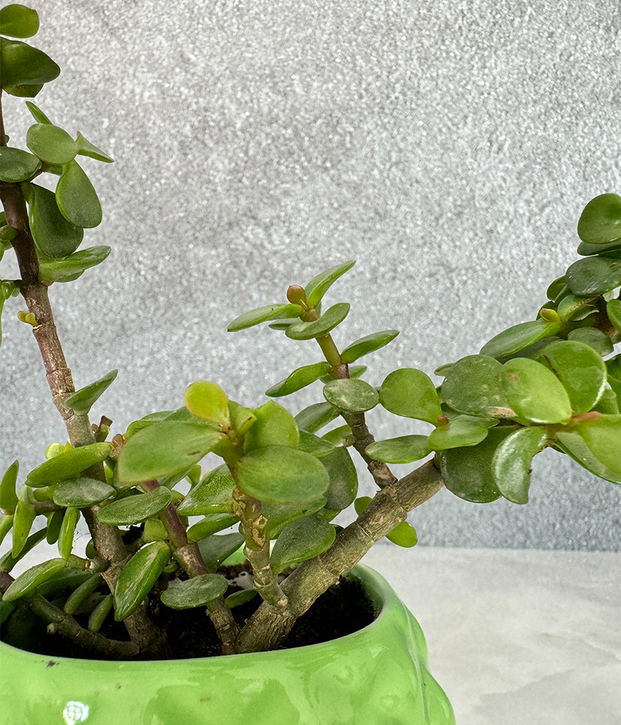 Jade plant in Diamond bowl planter