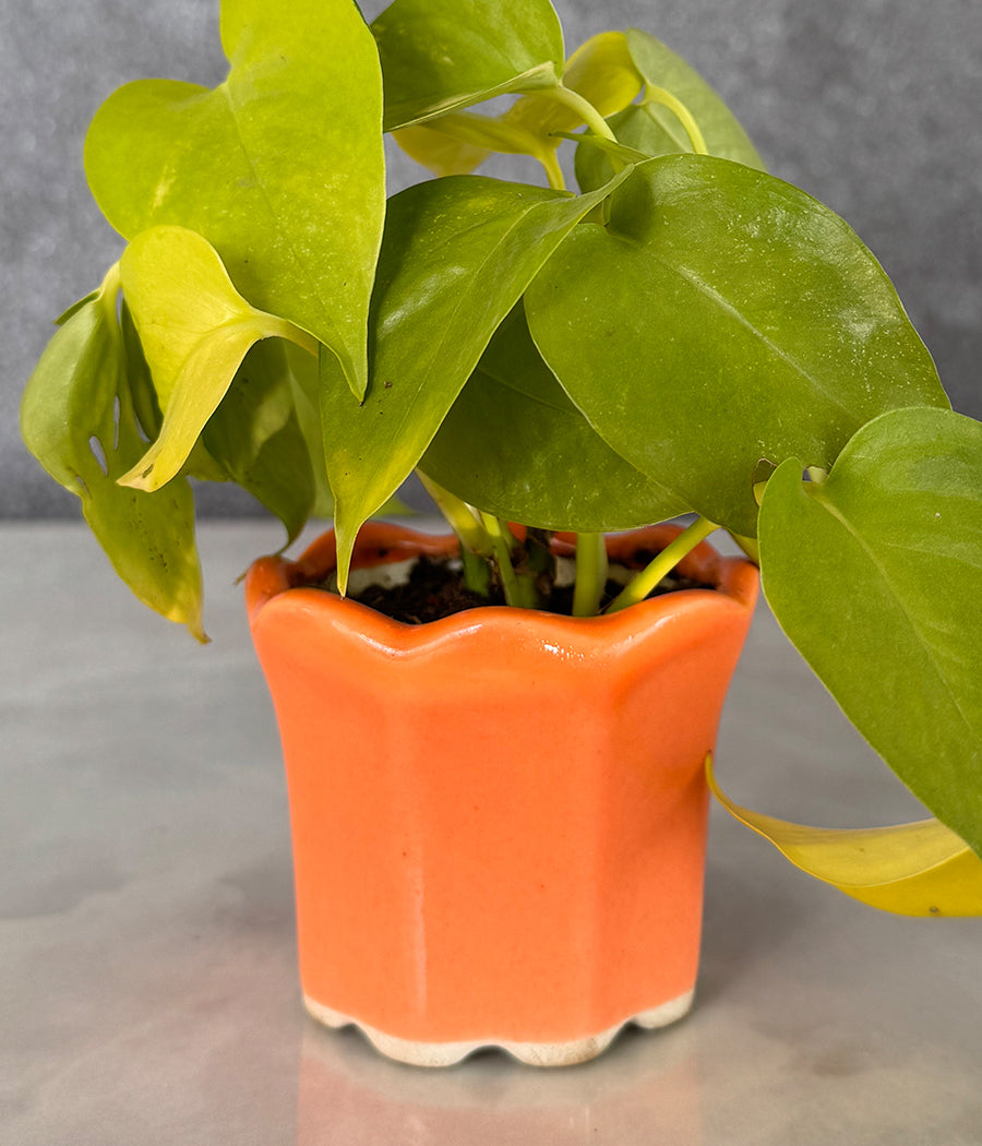 Money Plant in Orange Mini Planter