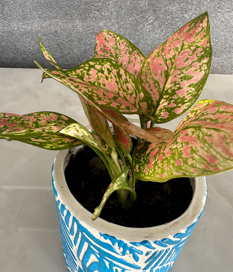 Aglaonema Plant in Blue leaf ceremic planter