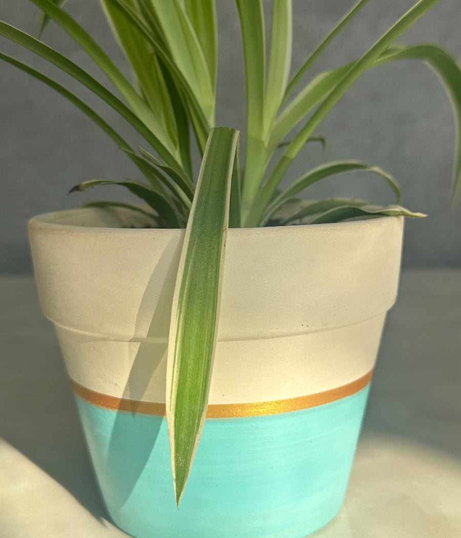 Spider Plant in sea green Matte Planter