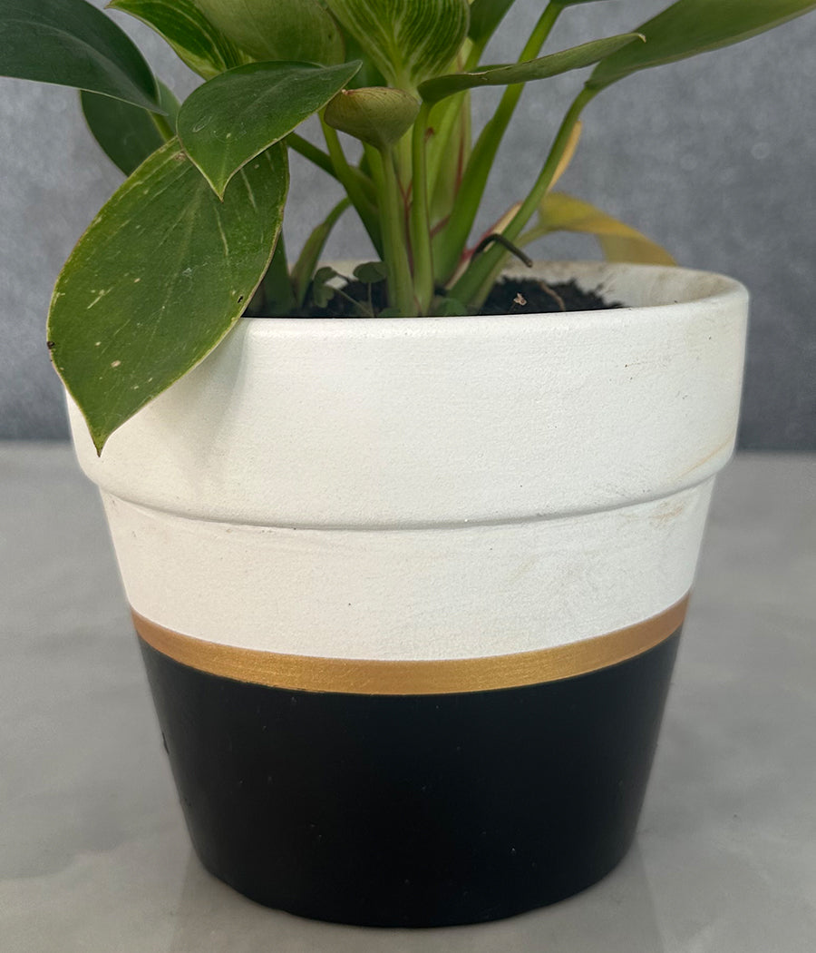 Philodendron Birkin in CERAMIC MATTE  POT