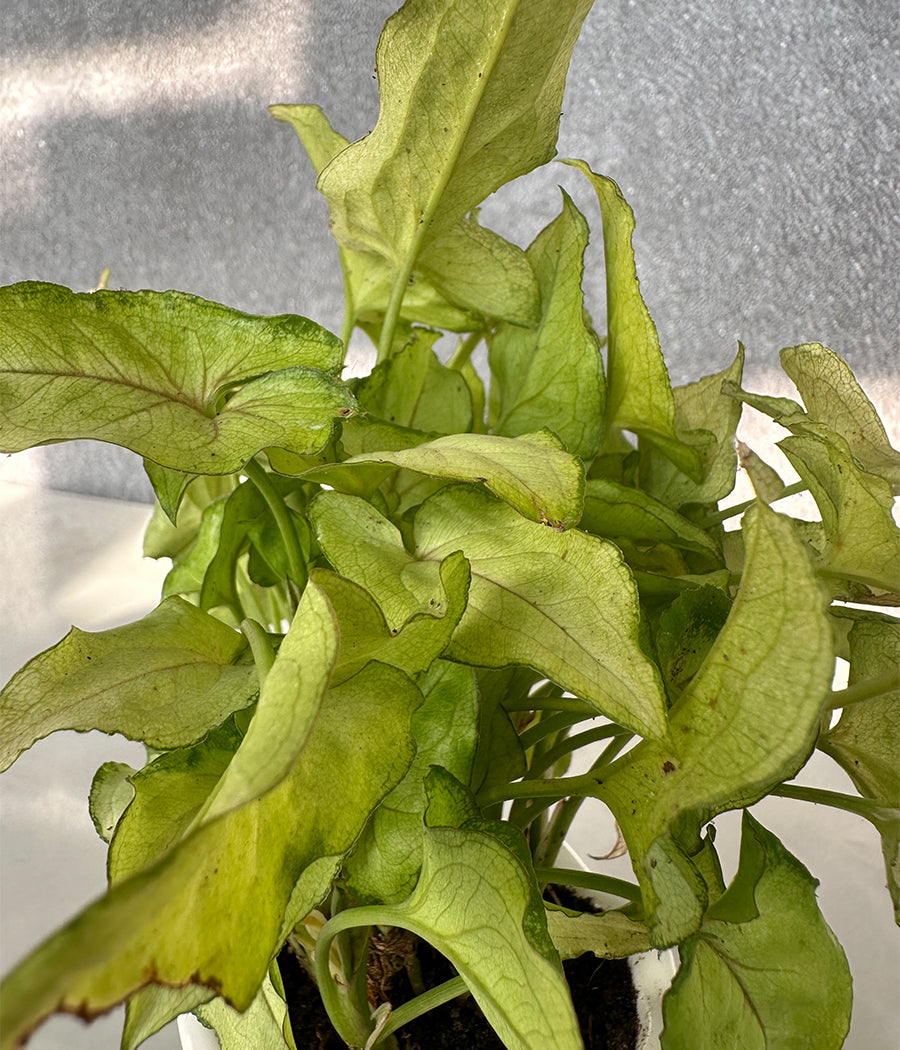 Syngonium Plant in white Mini Planter