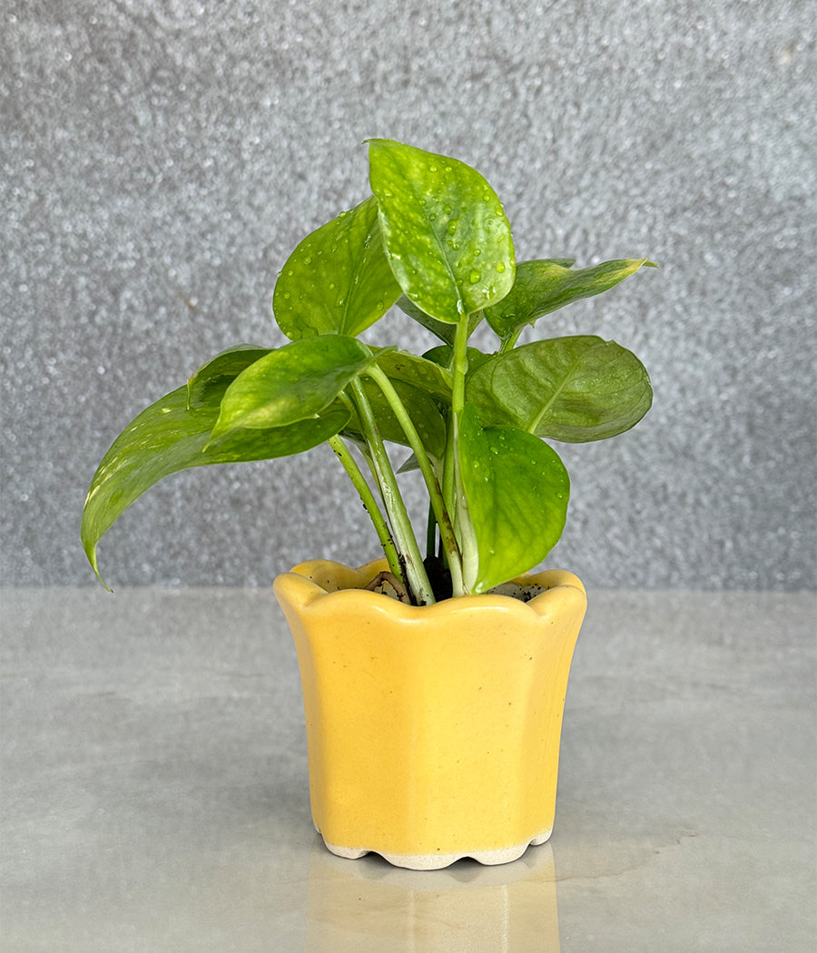 Money Plant in Ceremic mini Planter