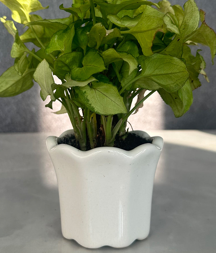 Syngonium Plant in white Mini Planter