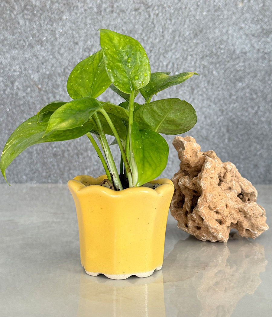 Money Plant in Ceremic mini Planter