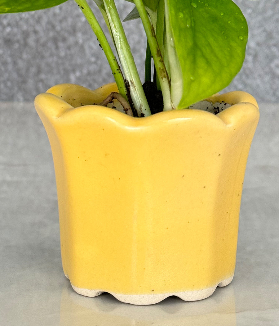 Money Plant in Ceremic mini Planter